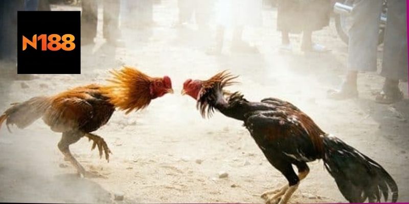 Chiến Thuật Chơi Gà Rừng Đá Cựa Sắt Hiệu Quả