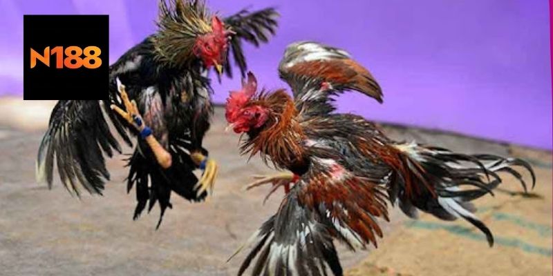 Đá gà đen thomo là gì?