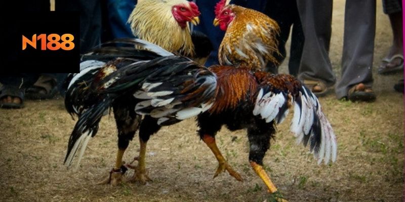 Đá gà mạng C4 là gì?