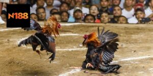 Gà Rừng Đá Cựa Sắt