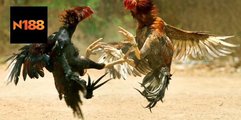 Gà Rừng Đá Cựa Sắt Là Gì?