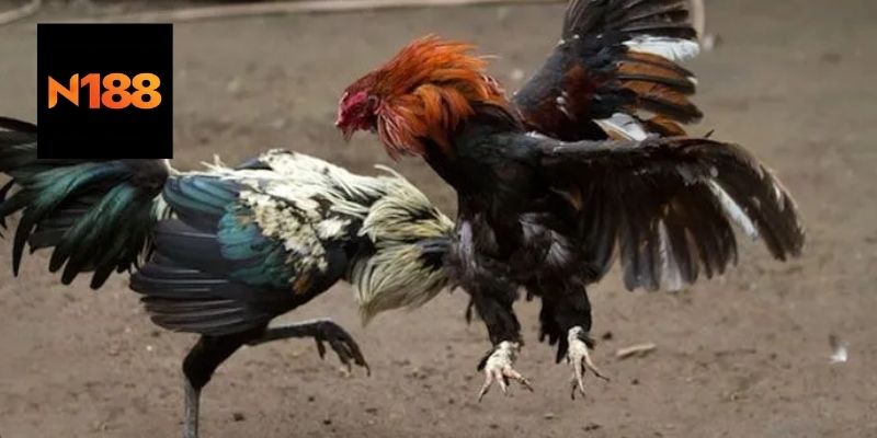 Kỹ Thuật Nuôi Và Nhận Biết