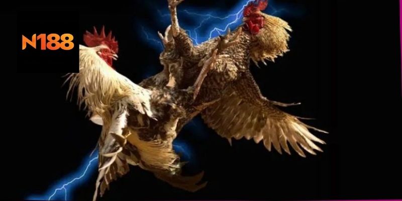 Lợi ích khi chơi Đá gà đen thomo tại nhà cái online