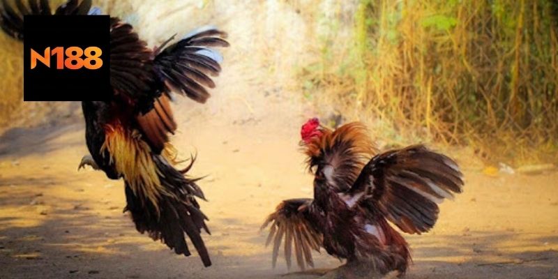 Những đặc điểm nổi bật của gà đen thomo