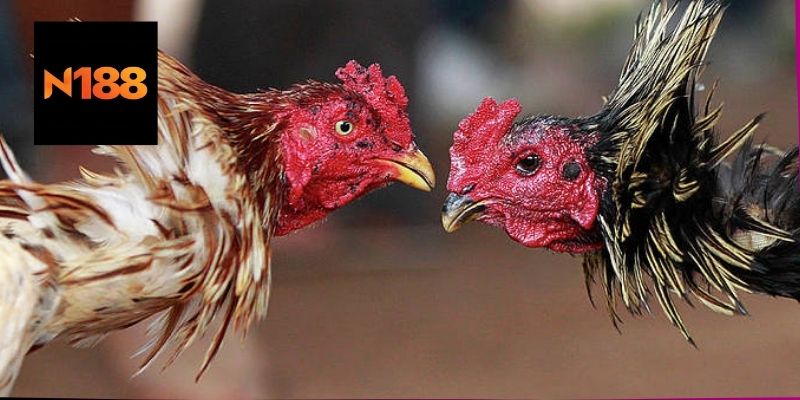 Những lưu ý quan trọng khi tham gia đá gà mạng C4